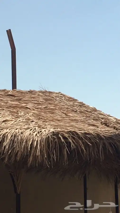 سعف نخل جريد نخل 4 متر في 2.5 مقاس الروله 0