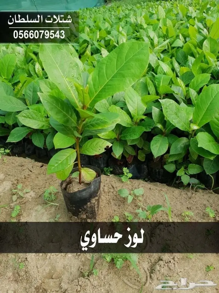 شتلات زراعية تبدا من ريال ونصف 8