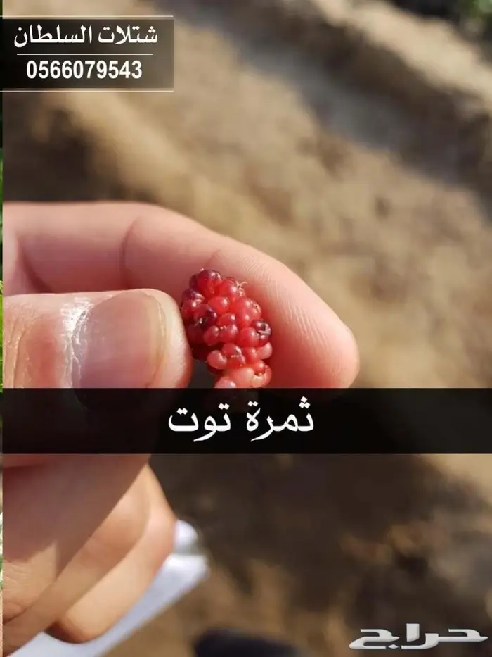 شتلات زراعية تبدا من ريال ونصف 49