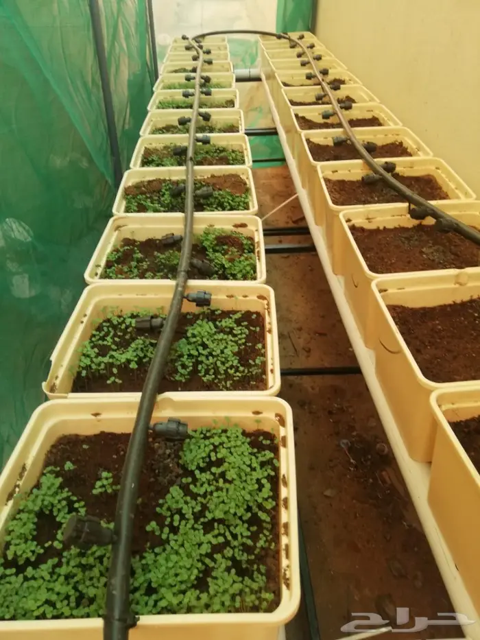 انشاء أنظمة زراعة مائية وبيوت محمية منزلية  35