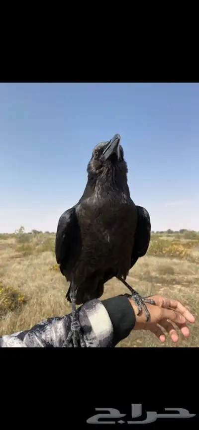 غراب ريفن هدد متكلم 2