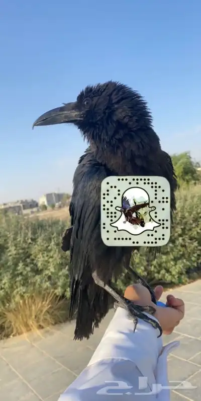 غراب ريفن هدد متكلم 1