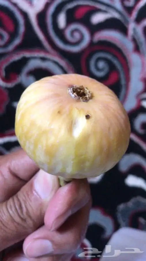 شتلات رمان بيده 4