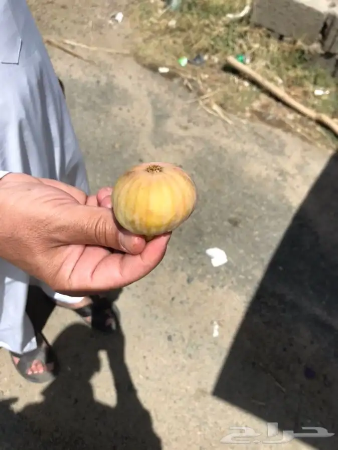 شتلات رمان بيده 5