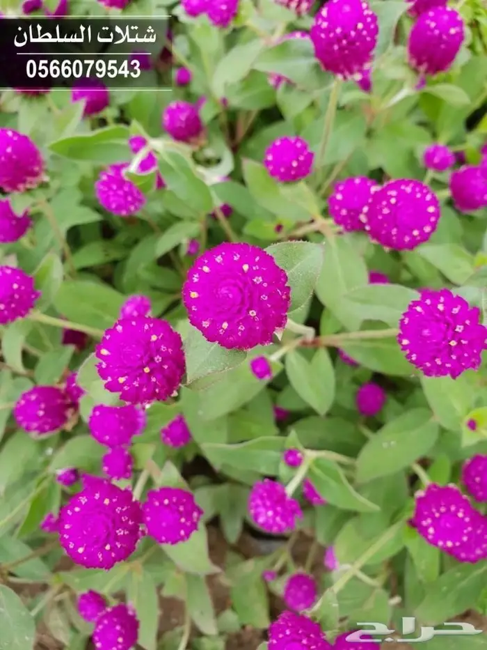 باسعار منافسة .. شتلات تبدأ ب1.50 ريال . 43