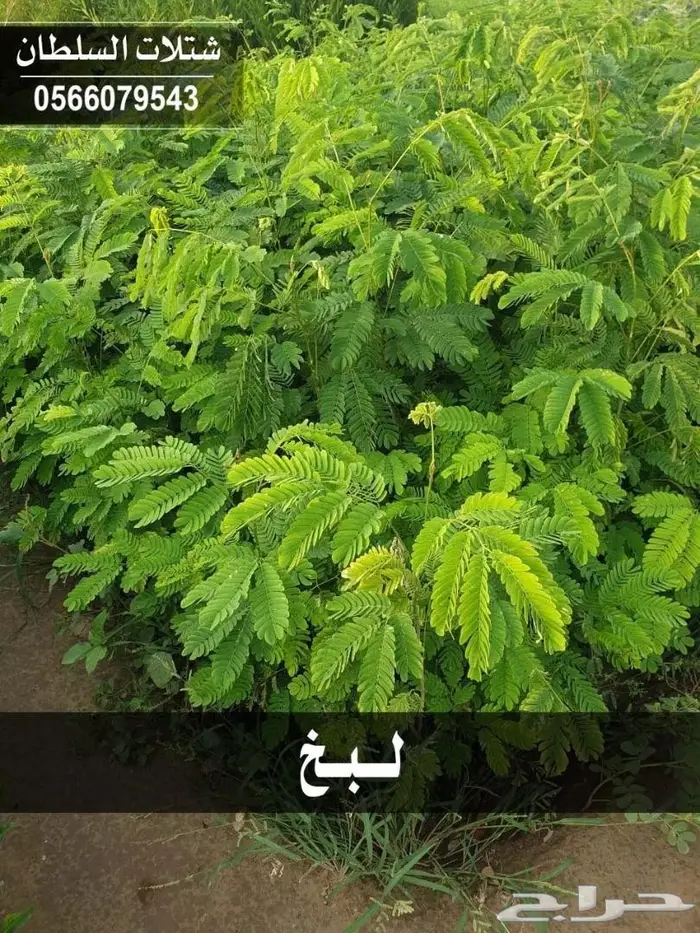 باسعار منافسة .. شتلات تبدأ ب1.50 ريال . 94