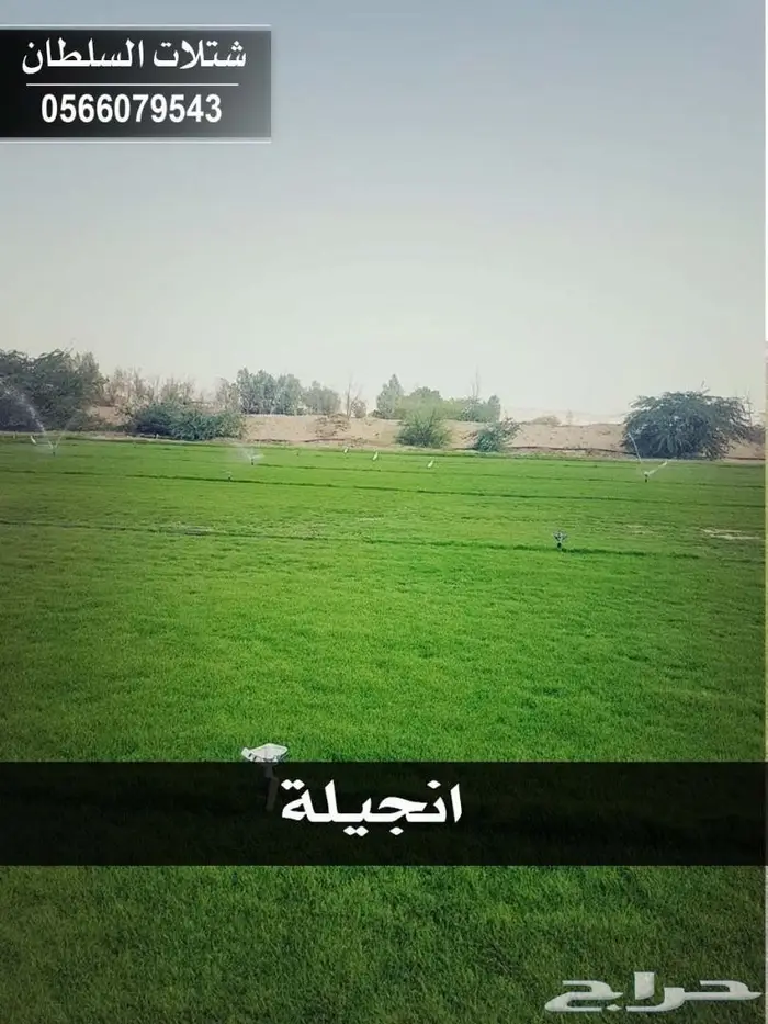 شتلات السلطان .. 0566079543 37