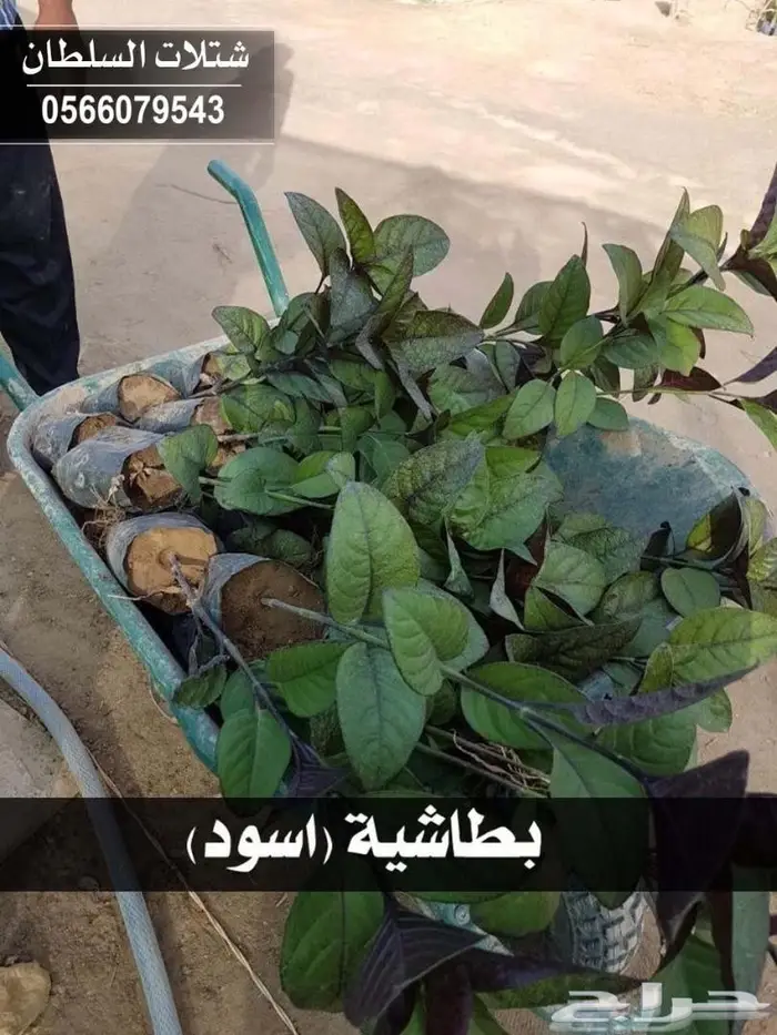 شتلات السلطان .. 0566079543 65
