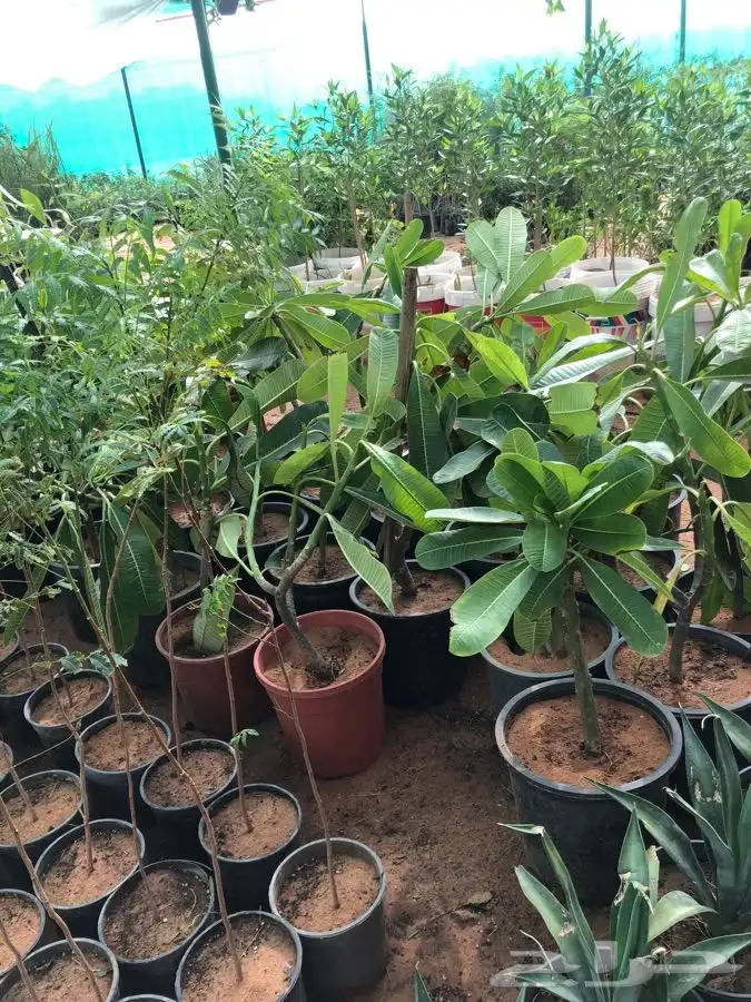 شتلات على خمسه ريال 5