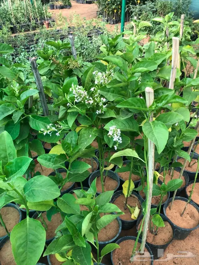 شتلات على خمسه ريال 6