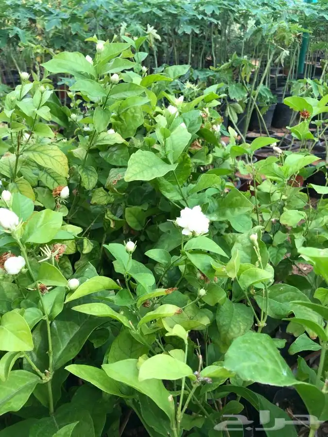 شتلات على خمسه ريال 4