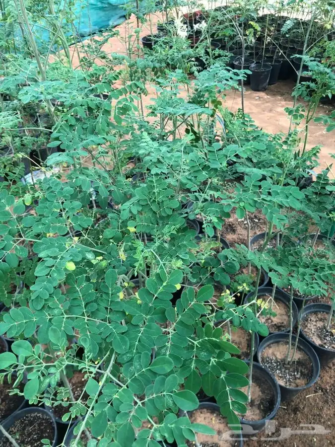 شتلات على خمسه ريال 3