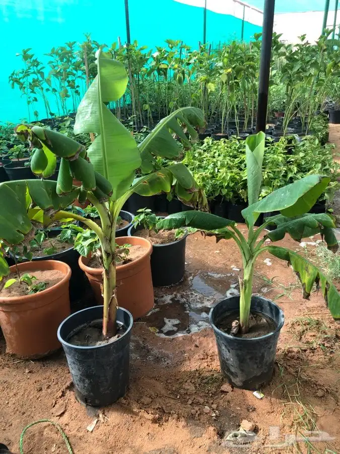 شتلات على خمسه ريال 7