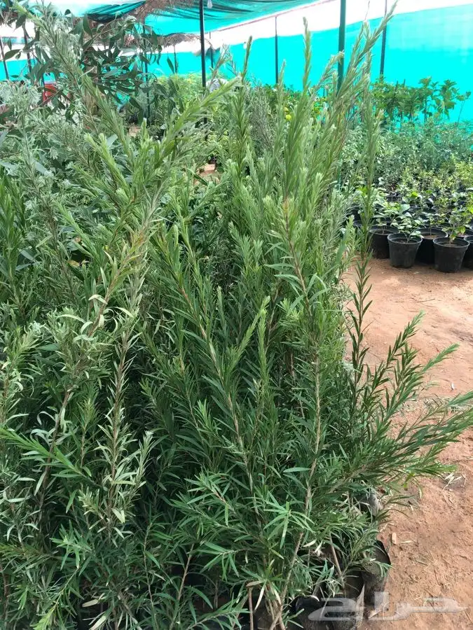 شتلات على خمسه ريال 2