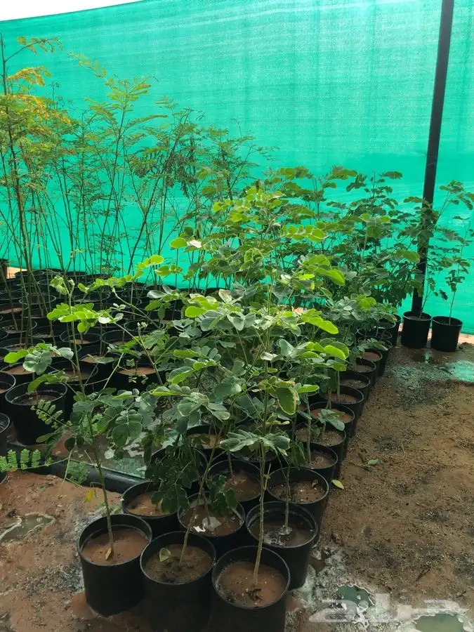 شتلات على خمسه ريال 0