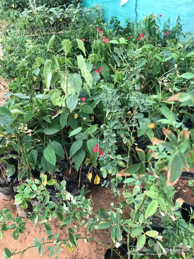 شتلات على خمسه ريال 1