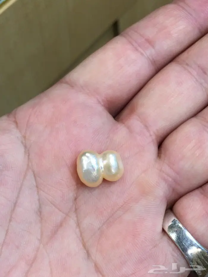 لؤلؤة البحرين بشهادة  0