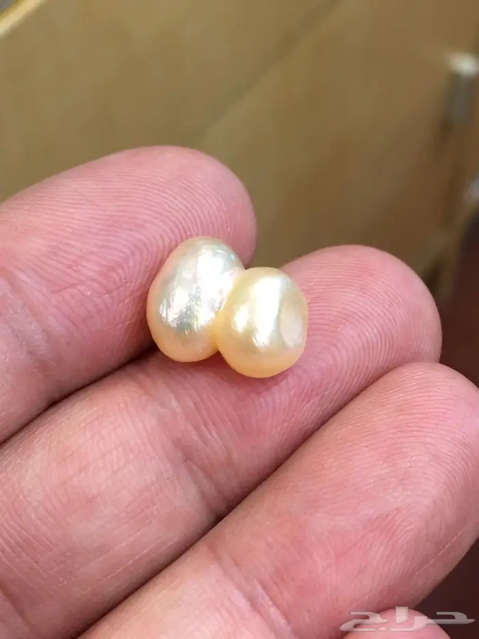 لؤلؤة البحرين بشهادة  1