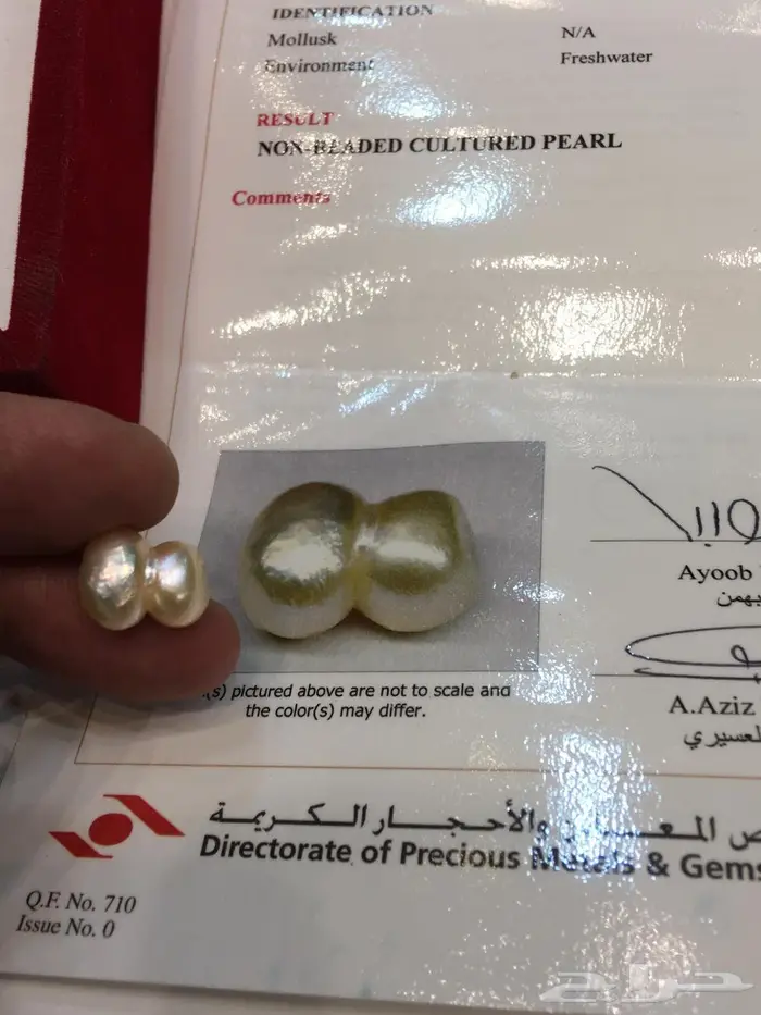 لؤلؤة البحرين بشهادة  6