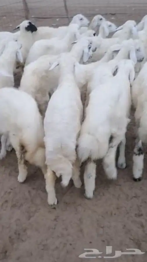 ذبايح حريه وسواكني وتيوس مع خدمة الذبح والتوصيل 0
