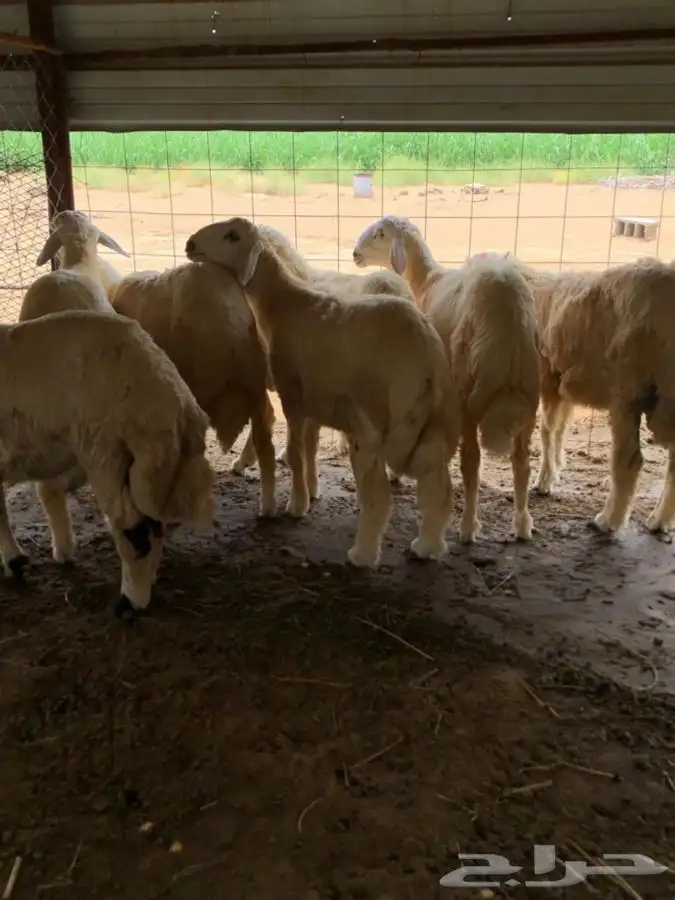 ذبايح حريه وسواكني وتيوس مع خدمة الذبح والتوصيل 3