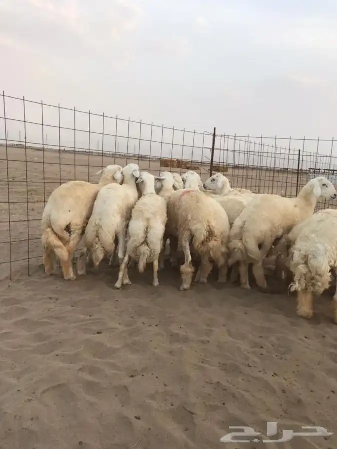 ذبايح حريه وسواكني وتيوس مع خدمة الذبح والتوصيل 5