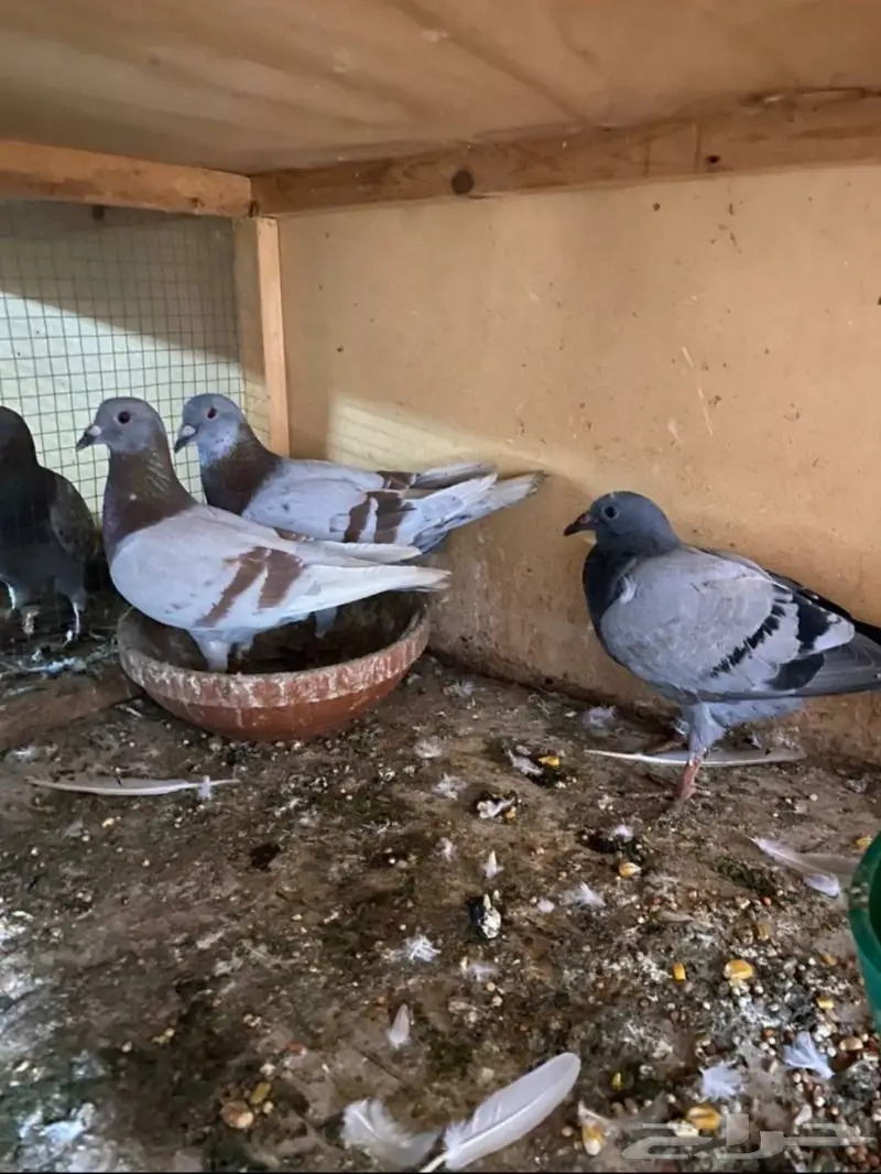 زاجل أبطال وخطوط فوز بشهادات اصل و نسب 53