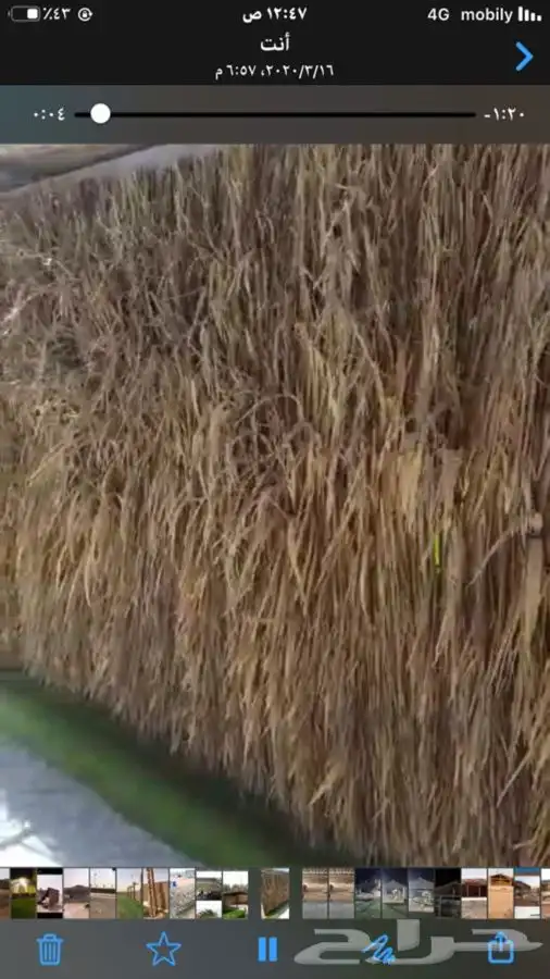 سعف نخل جريد نخل 4 متر في 2.5 مقاس الروله 6