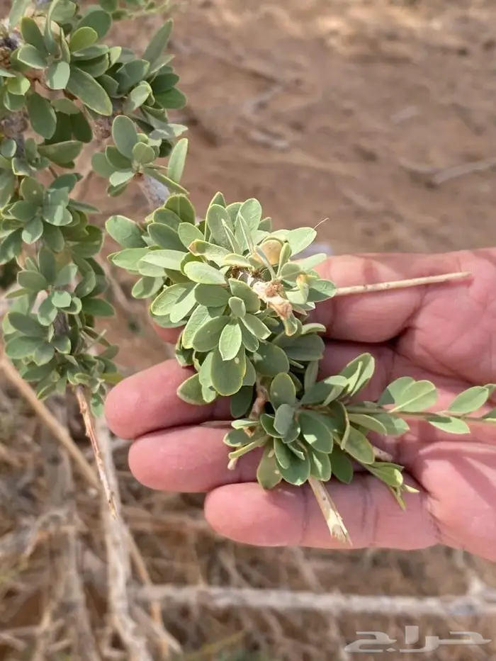 بذور شجرة السرح مظلة الصحراء 14