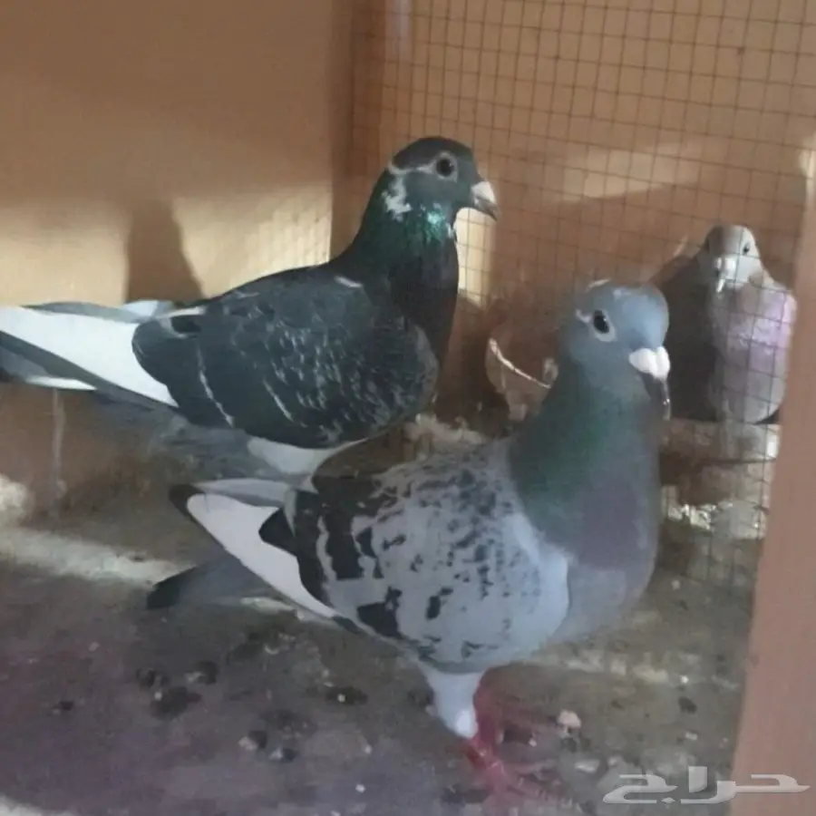 زاجل أبطال وخطوط فوز بشهادات اصل و نسب 54
