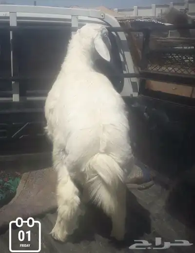 ذبايح طليان ورخال حري سواكني تيوس 8