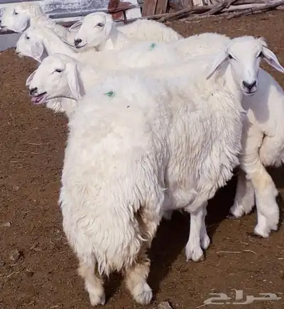 ذبايح طليان ورخال حري سواكني تيوس 11