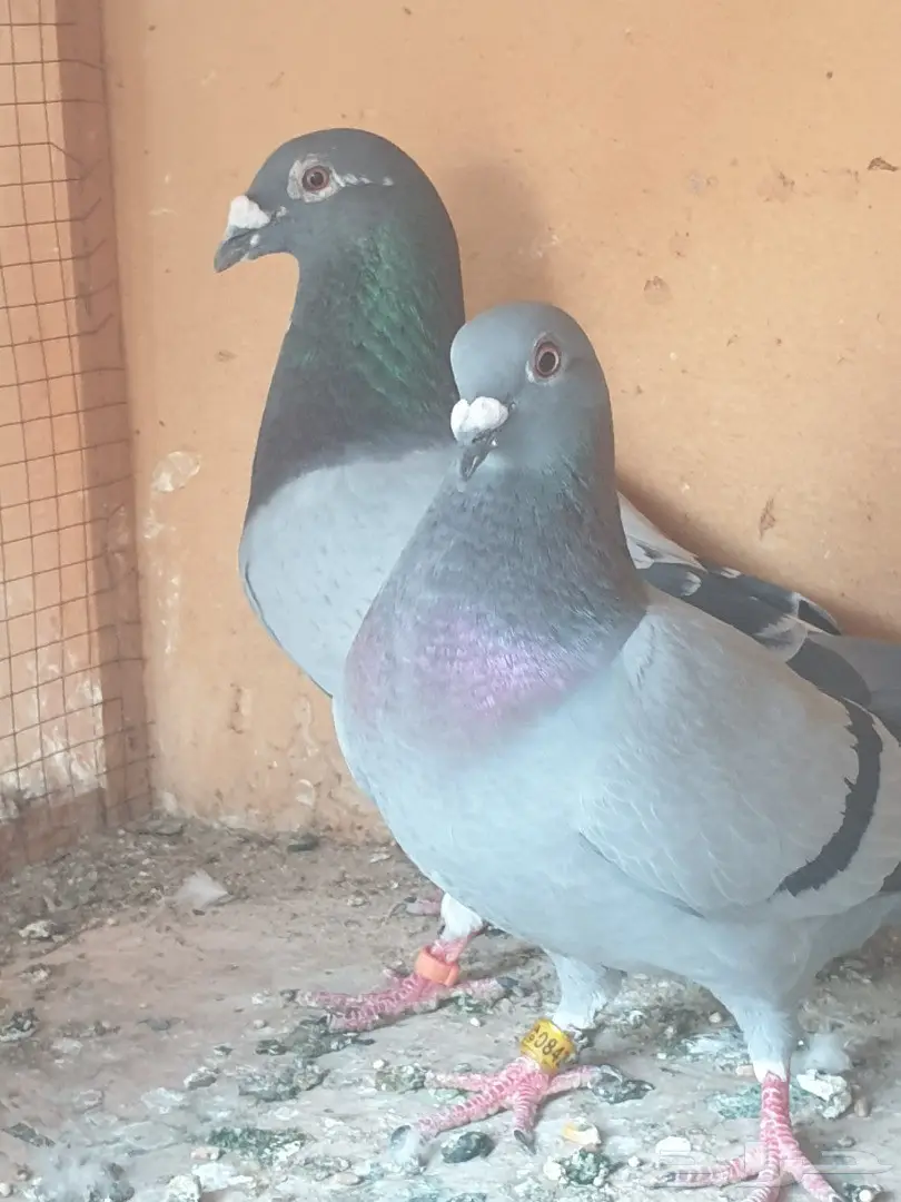 زاجل أبطال وخطوط فوز بشهادات اصل و نسب 55