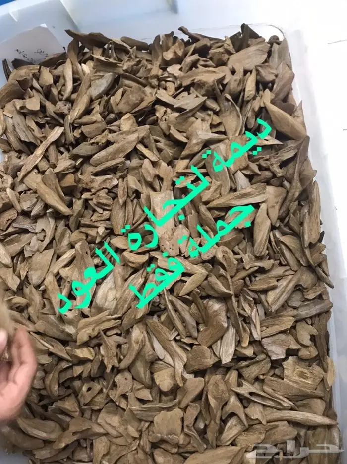 عود كلمنتان ملكي بالجملة فقط   5