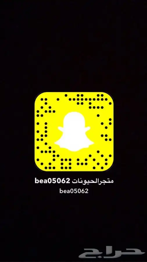 بيع اطيور وا القطط وجميع انواع الحيونات  8