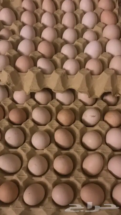 يوجد بيض دجاج بلدي وفيومي مصري وفيوم تركي 0