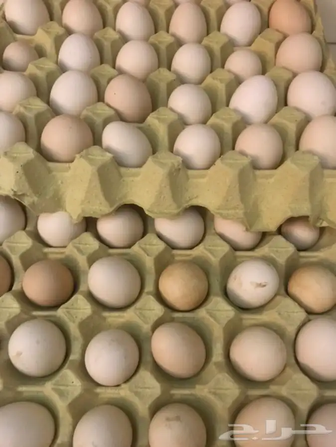 يوجد بيض دجاج بلدي وفيومي مصري وفيوم تركي 3