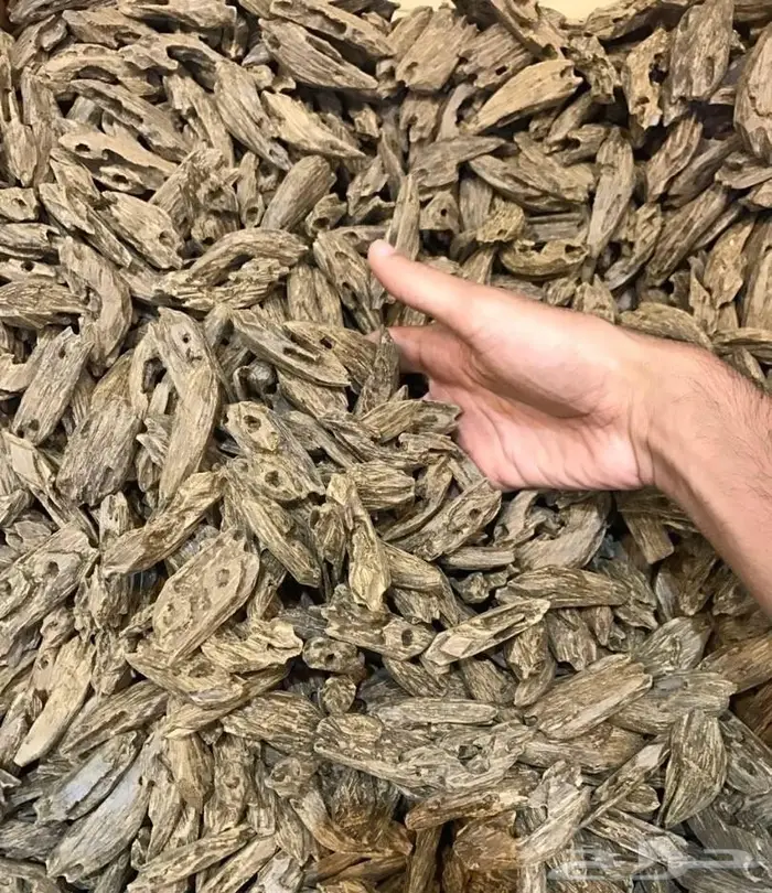 ديمة للعود ( ادهان و أعواد ) جملة   12