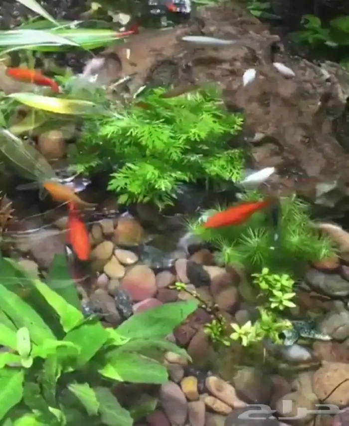 حجر مظبي وحجر مرو حجر حدائق حجر صحي (طبيعي) 8