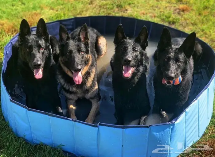 فندقة كلاب - Dogs hotel - ايواء كلاب 1