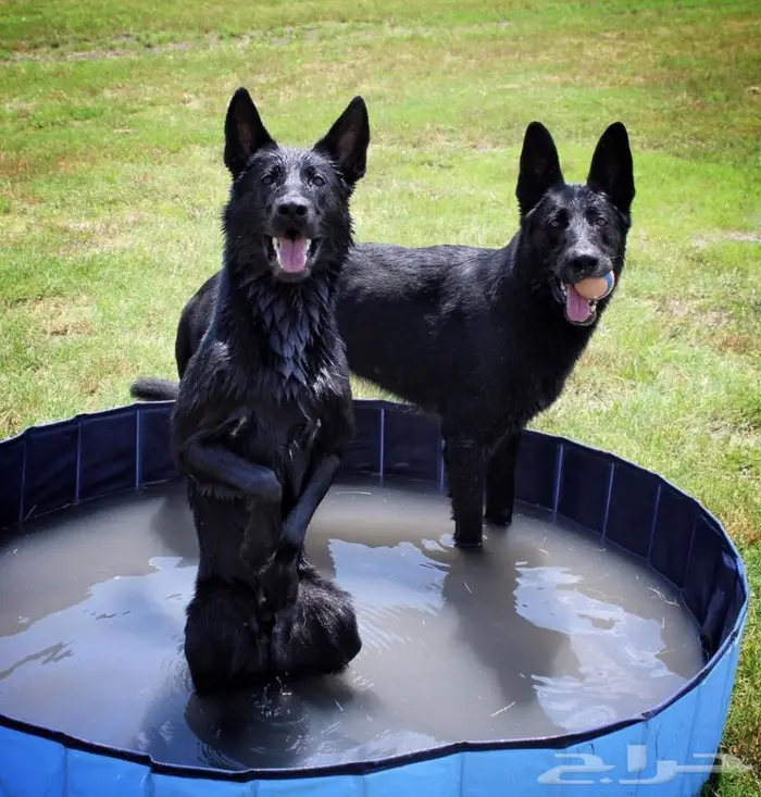 فندقة كلاب - Dogs hotel - ايواء كلاب 0