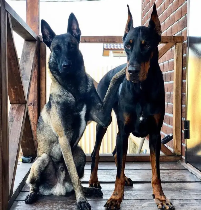 فندقة كلاب - Dogs hotel - ايواء كلاب 3