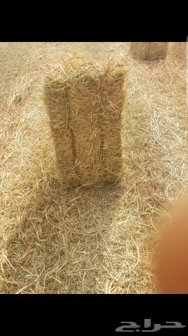 اللبيع علاف رودس جديد محصول سنه هذي 8