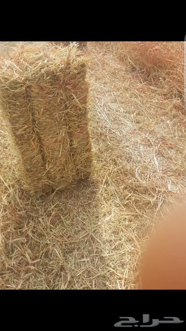 اللبيع علاف رودس جديد محصول سنه هذي 10