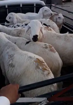ذبايح طليان ورخال حري سواكني تيوس 10