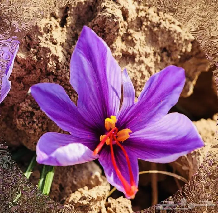 زعفران سوبر نقيل طبيعي أصلي بديعي بسعر صيدة 2