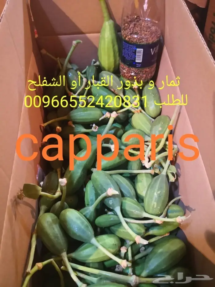 بذور برشوم توت التين الشوكي 3
