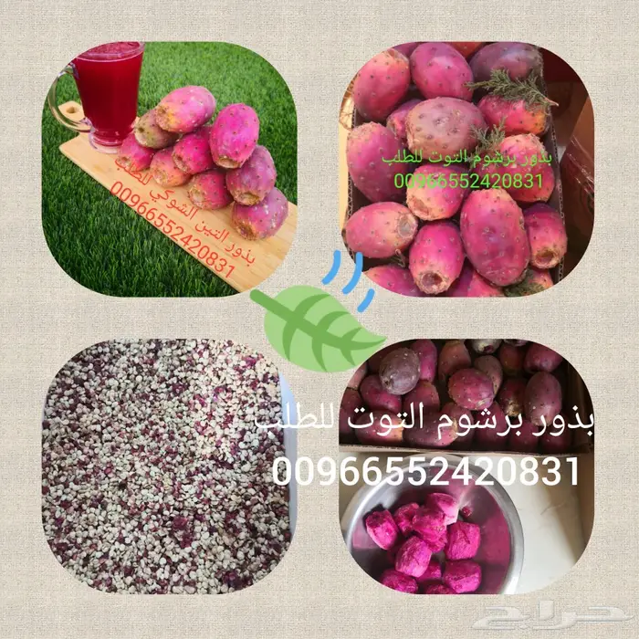 بذور برشوم توت التين الشوكي 0