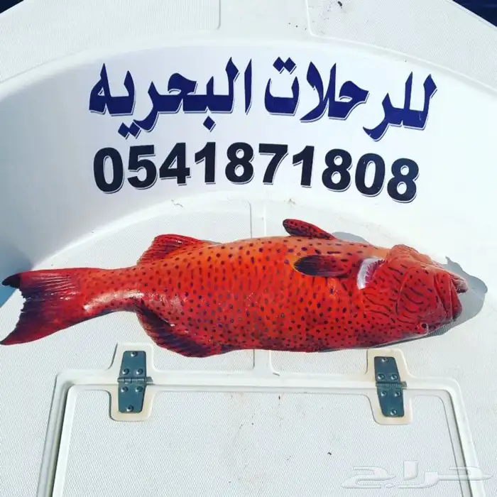 رحلات صيد و نزهه شباب و عوائل في بحر ينبع 8
