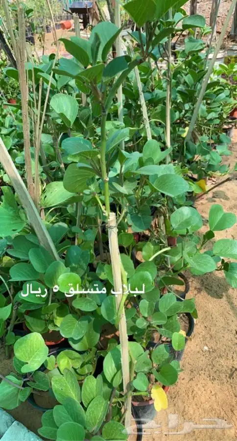 اشجار مخفضه وشتلات 3